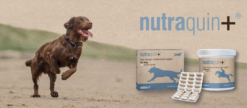 Fast acting Joint Supplements for Dogs, Cats and Horses